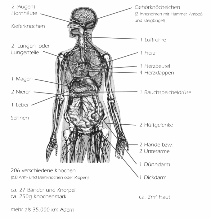 Transplantierbare Organe